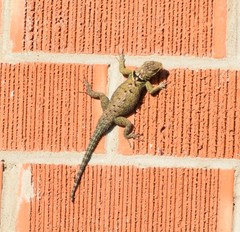Sceloporus cyanogenys