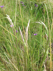 Deschampsia cespitosa holciformis