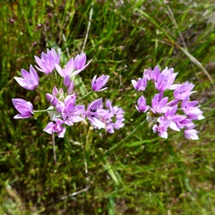 Allium unifolium