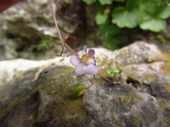 Cymbalaria