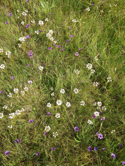 Triphysaria versicolor versicolor