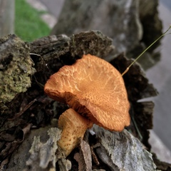 Gymnopilus
