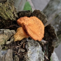 Gymnopilus