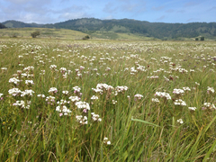 Triphysaria versicolor versicolor