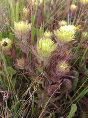 Castilleja ambigua