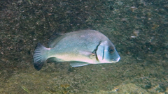 Plectorhinchus gibbosus