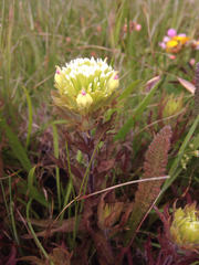 Castilleja ambigua