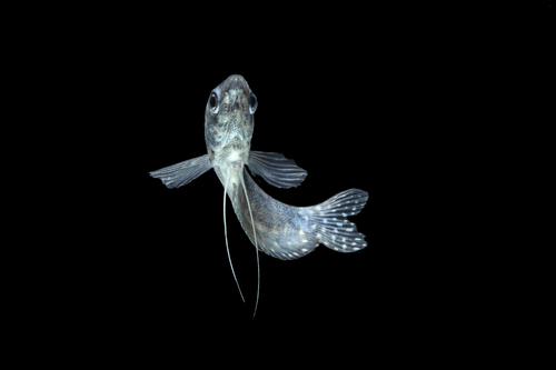 Blue gourami (Trichopodus trichopterus) — Osphronemidae — 4