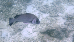 Plectorhinchus gibbosus
