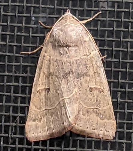 Common Oak Moth photo 5