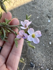 Sea Rocket (Cakile)