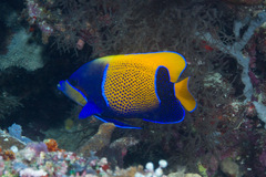 Pomacanthus navarchus