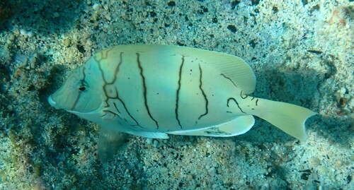 Convict surgeon (Acanthurus triostegus) — Acanthuridae