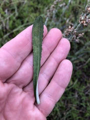 Gamochaeta argyrinea