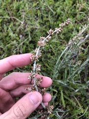 Gamochaeta argyrinea