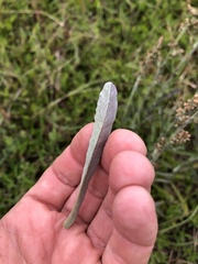 Gamochaeta argyrinea