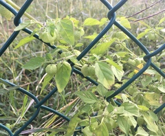 Physalis solanacea