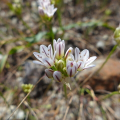 Allium lacunosum