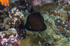 Forcipiger longirostris
