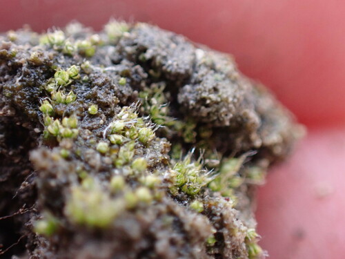 Alkaline Wing-nerved Moss (Pterygoneurum kozlovii)