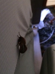 Heloxycanus patricki