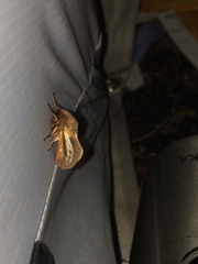 Heloxycanus patricki