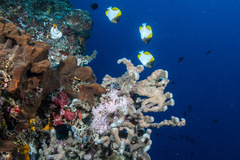 Hemitaurichthys polylepis