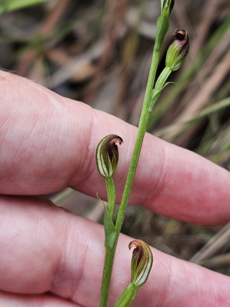 Pterostylis rubescens