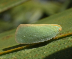 Ormenaria rufifascia