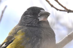 White-Winged Grosbeak photo 4