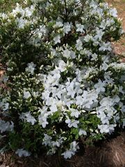 Rhododendron mucronatum