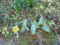 Wyethia helenioides