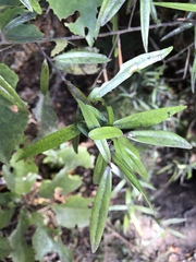Corokia buddleioides