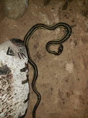 Thamnophis pulchrilatus