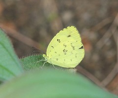Eurema ada