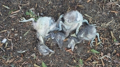 Nycticorax nycticorax