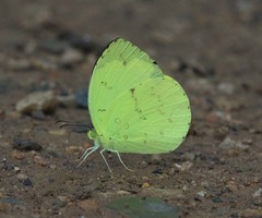Eurema novapallida