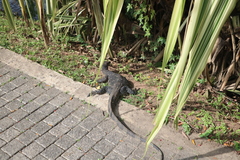 Varanus salvator salvator