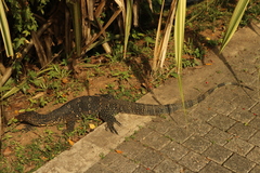 Varanus salvator salvator
