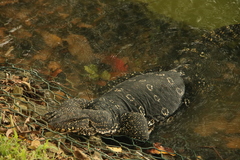 Varanus salvator salvator