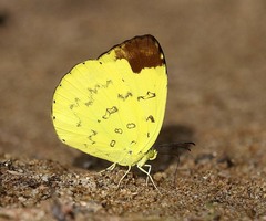 Eurema simulatrix