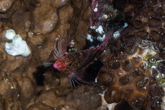 Cirrhitichthys oxycephalus