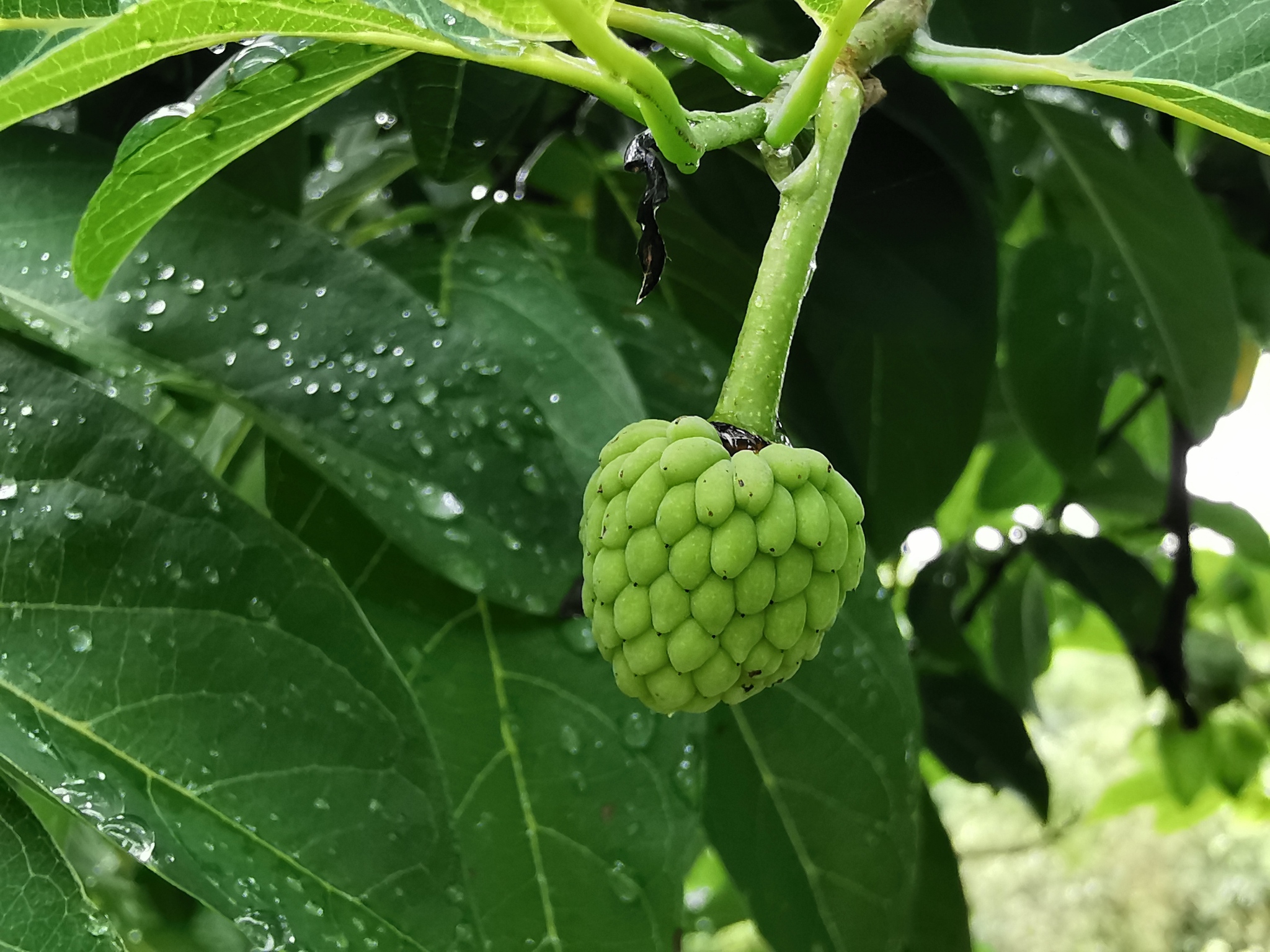 Imagem de Fruta-do-conde