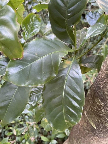Coffea liberica observed 2024-02-18
