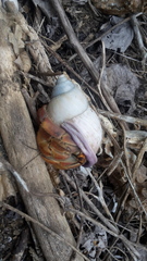 Porphyrobaphe iostoma