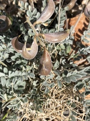 Astragalus layneae