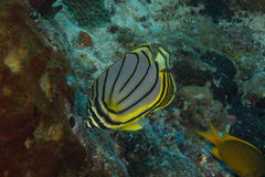 Chaetodon meyeri