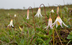 Erythronium elegans