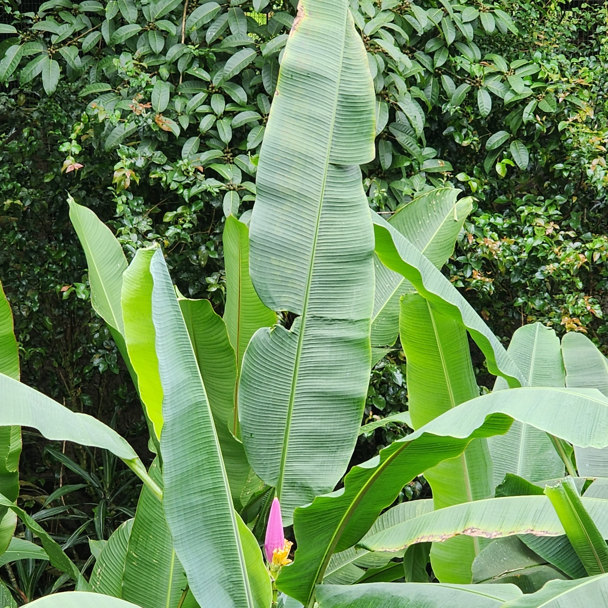Imagem de Bananeira ornamental
