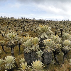 Espeletia pycnophylla